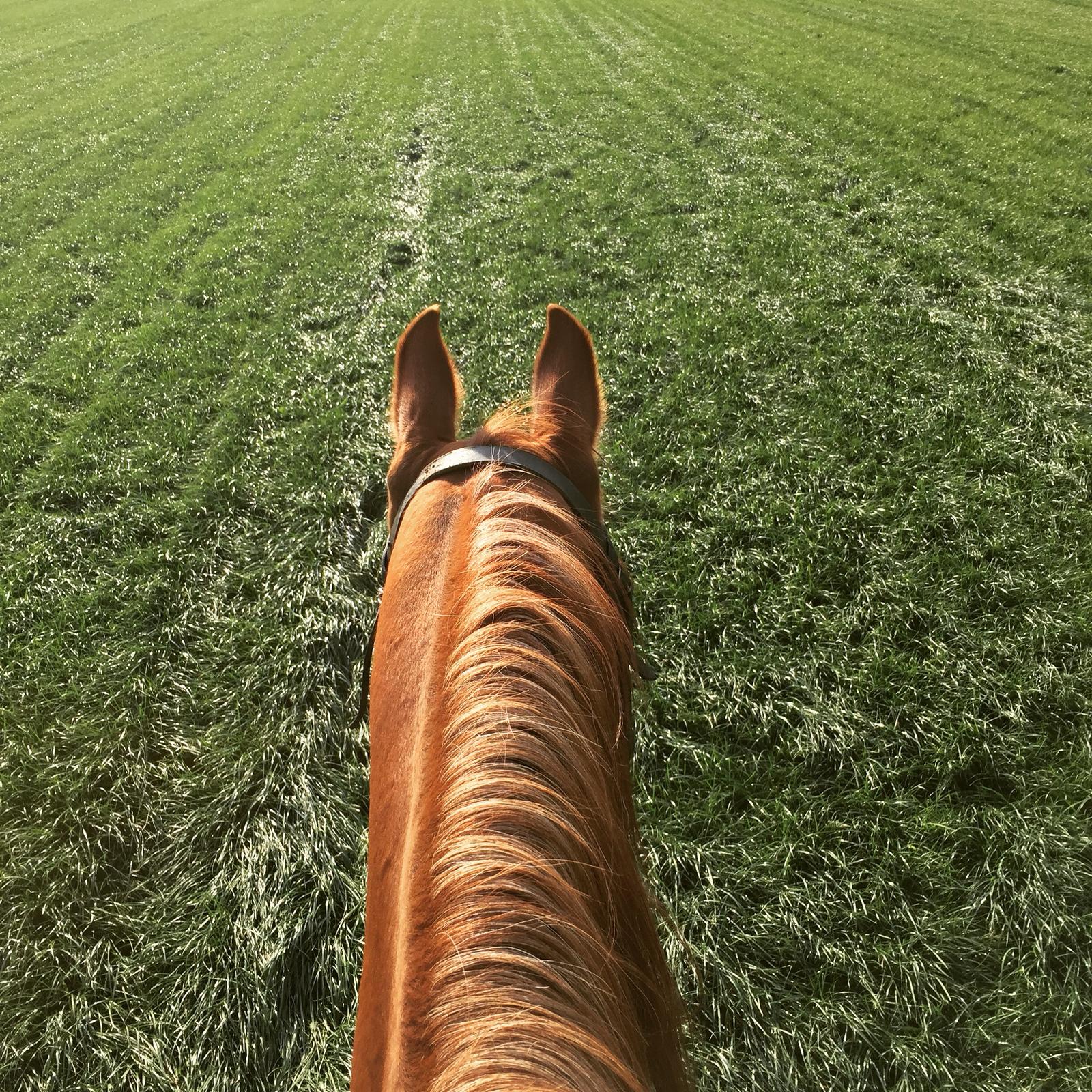 Paarden foto 11
